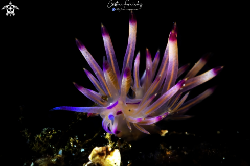 Nudibranch