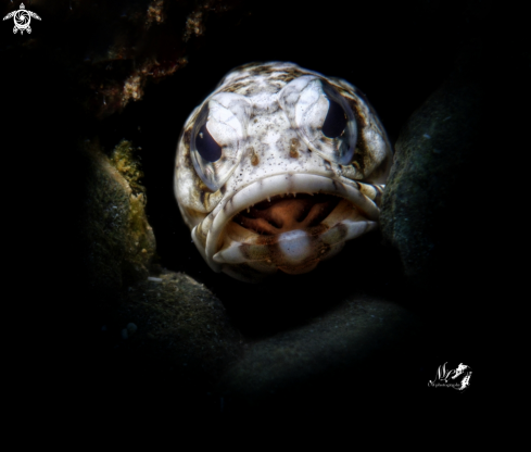 A Jawfish 