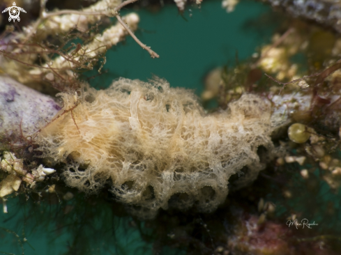 A Tritoniopsis frydis | Tufted Nudibranch