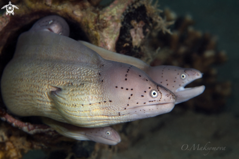 Geometric moray (Gymnothorax griseus) 