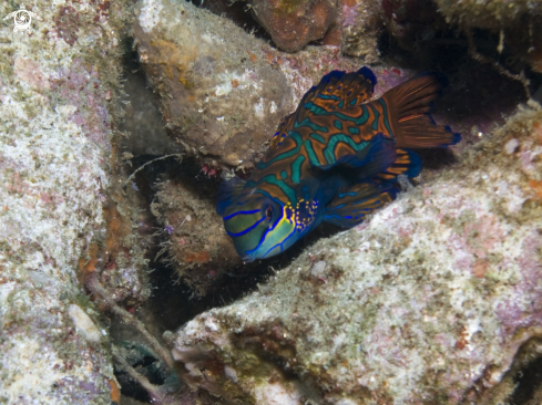 A Mandarin Fish