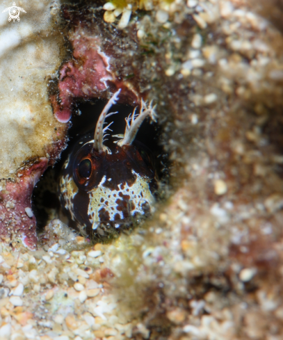 A Horned blenny 