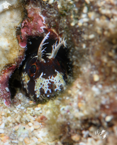 A Hypsoblennius exstochilus | Horned blenny 