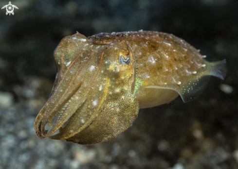 A Common Cuttlefish