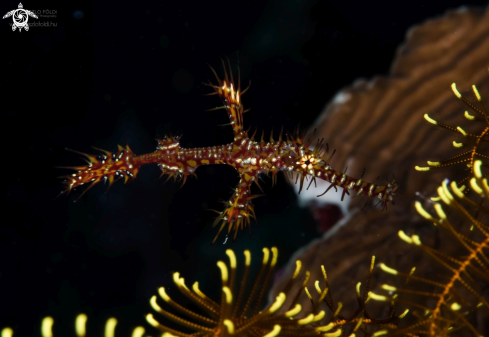 A Ghost pipefish 