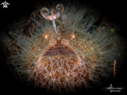 Hairy Frogfish