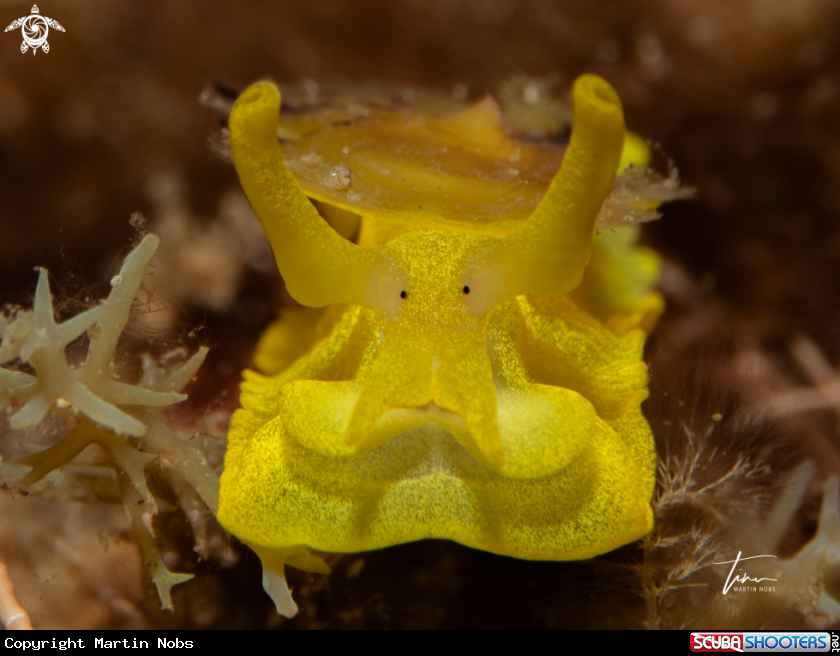 A Yellow Umbrella Slug
