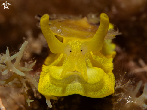 A Tylodina perversa | Yellow Umbrella Slug