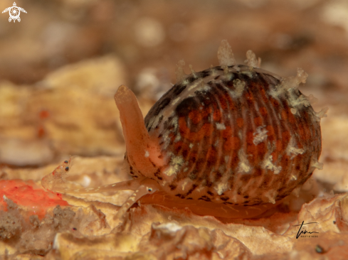 A Trivia arctica | Northern Cowrie