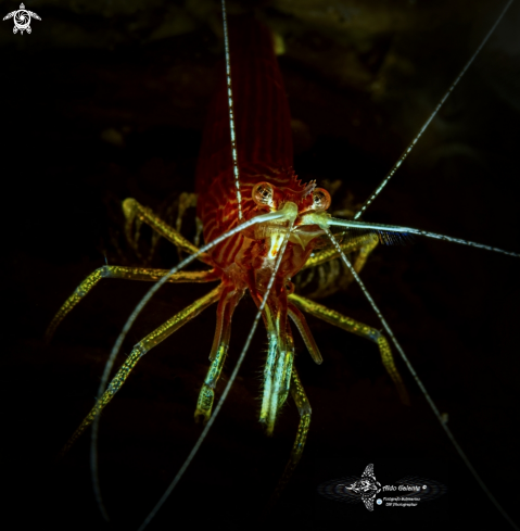 A Red Striped Cleaner Shrimp