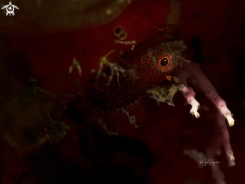 A Blackedge Triplefin Blenny