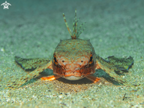 A Dactylopterus volitans | Flying Gurnard