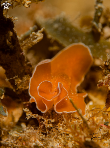 A Yungia aurantiaca | Marine Flatworm