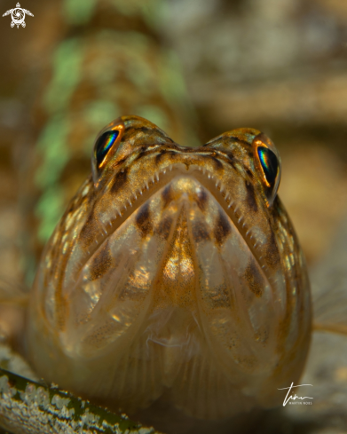 A Synodus saurus | Lizard fish
