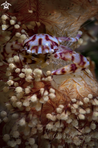 A Soft Coral Porcelain Crab
