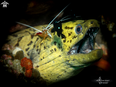 A Gymnothorax fimbriatus (Bennett, 1832) - Lysmata amboinensis (de Man, 1888 [in de Man, 1887-1888]) | Moray Eel