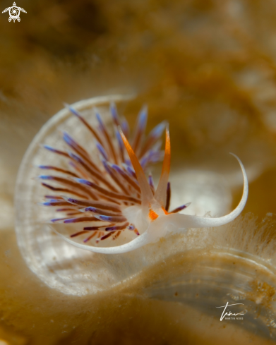 A Cratena peregrina | Cratena peregrina