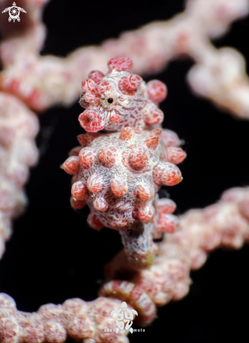 A pygmy seahorse