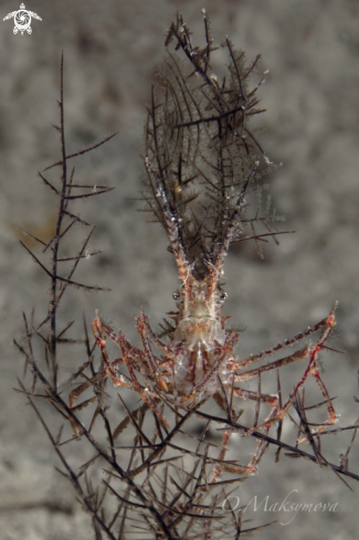 A Decorator Crab 