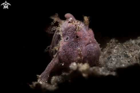 A Painted frogfish