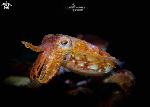 A Cuttlefish