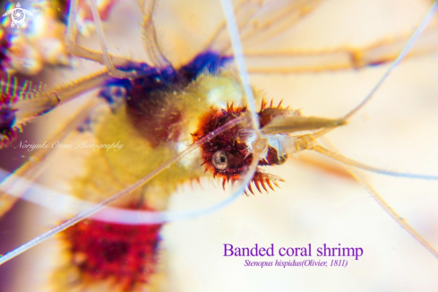 A Banded coral shrimp 