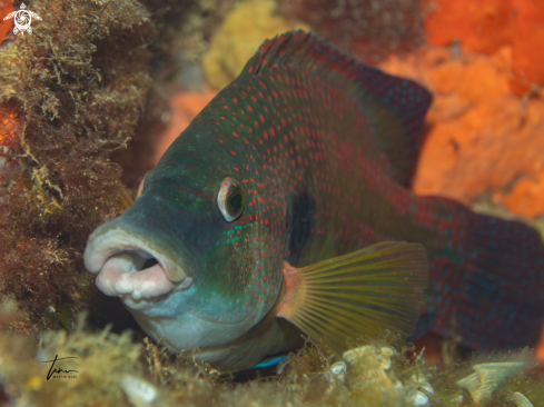 A Symphodus tinca | East Atlantic Peacock Wrasse