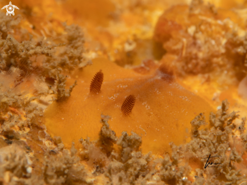 A Carminodoris boucheti | Carminodoris boucheti