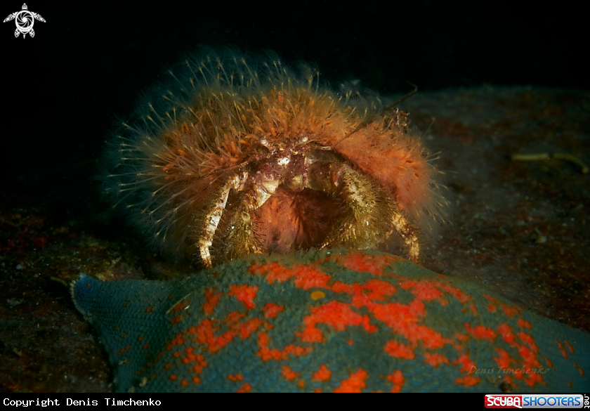 A Hermit crab 