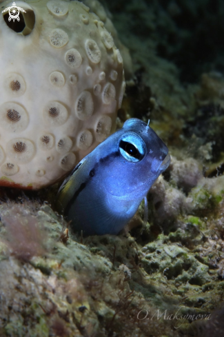 A Red Sea mimic blenny (Ecsenius gravieri)