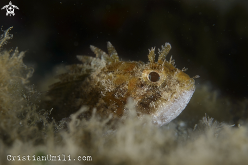 A Scorpion fish