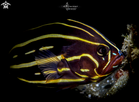 A Grammistes sexlineatus (Thunberg, 1792) | Lined Soapfish