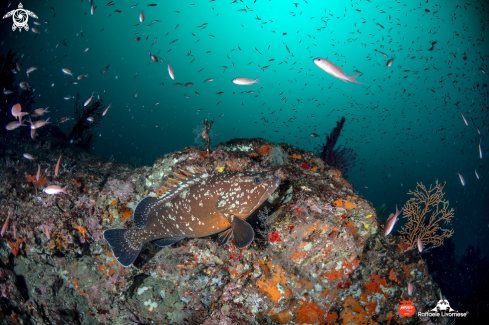 A Grouper