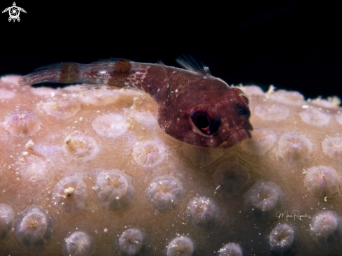 A Red Clingfish