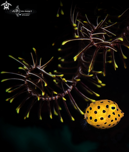 A Ostracion cubicus (Linnaeus, 1758)   | Yellow Boxfish Juvenil