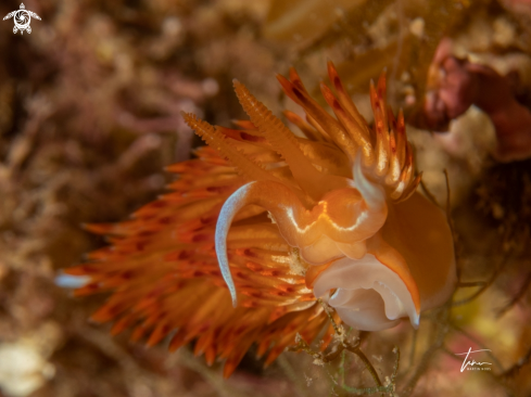 A Dondice banyulensis | Dondice banyulensis