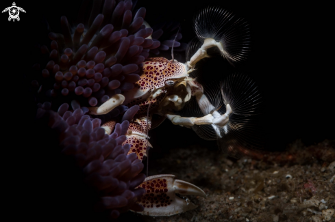A Red spotted porcelain crab