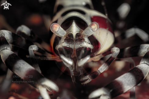 A Periclimenes colemani | Coleman shrimp