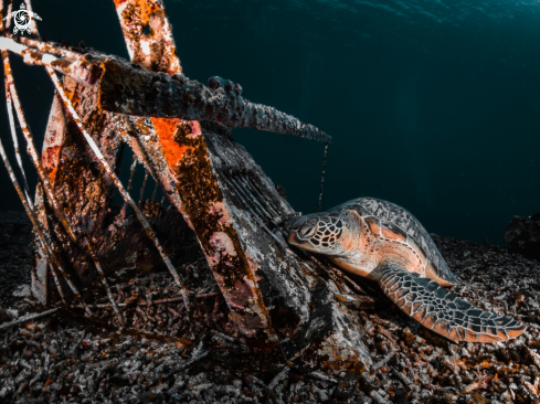 A Chelonia mydas | Green Sea Turtle