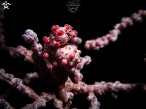 A Hippocampus bargibanti | Pygmy seahorse