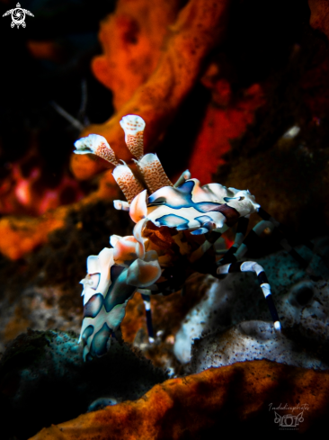 A Hymenocera picta | Harlequin Shrimp