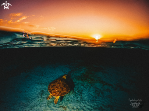 A Green Sea Turtle