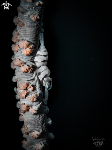 A Pontonides ankeri | Anker's Whip Coral Shrimp