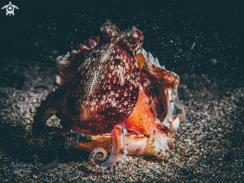 A Amphioctopus marginatus | Coconut Octopus