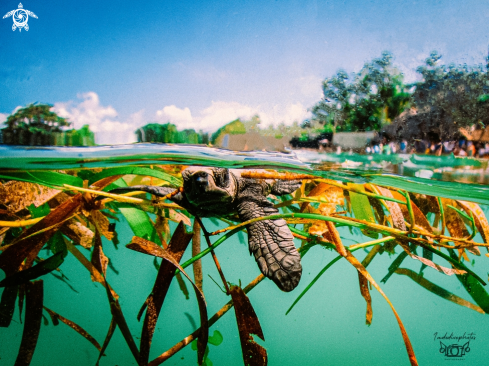 A Baby Green Sea Turtle