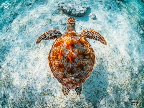 A Chelonia mydas | Green Sea Turtle