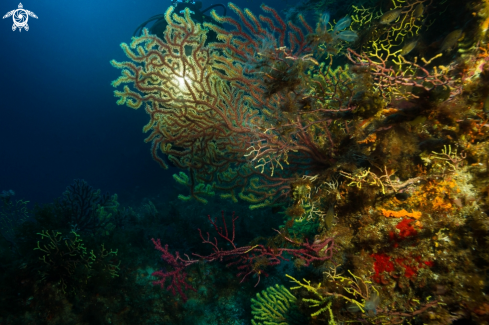 A Paramuriceidi | Bicolor mediterranean gorgonians