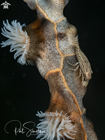 A Leopard shrimp