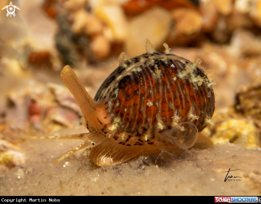 A Northern Cowrie