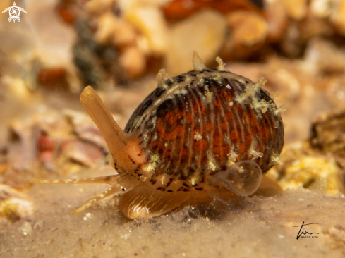 A Trivia arctica | Northern Cowrie